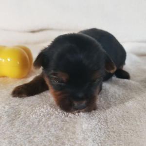Yorkshire Terrier Puppy Kason