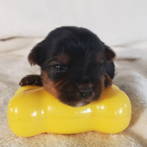 Yorkshire Terrier Puppy Kason