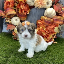 Havanese Puppy Chanel
