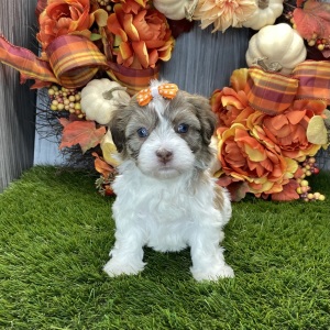 Havanese Puppy Chanel