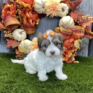Havanese Puppy Chanel