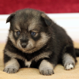 Pomsky Puppy Valerie