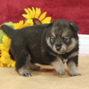 Pomsky Puppy Valerie