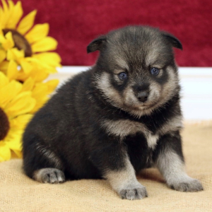Pomsky Puppy Valerie
