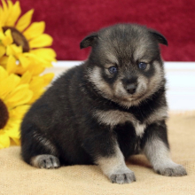 Pomsky Puppy Valerie