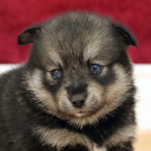 Pomsky Puppy Valerie