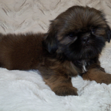Shih Tzu Puppy Kota