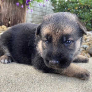 German Shepherd Dog Puppy Ivy