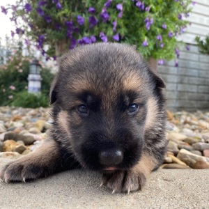German Shepherd Dog Puppy Ivy
