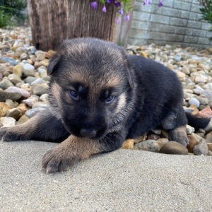 German Shepherd Dog Puppy Ivy