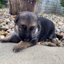 German Shepherd Dog Puppy Ivy