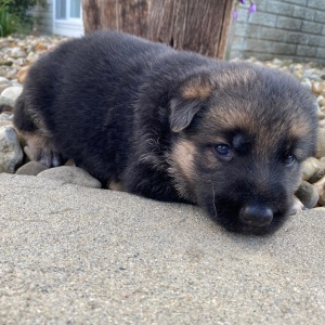 German Shepherd Dog Puppy Ivy