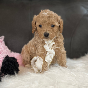 Goldendoodle Puppy Molly Mae