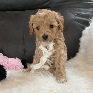 Goldendoodle Puppy Molly Mae
