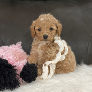 Goldendoodle Puppy Molly Mae