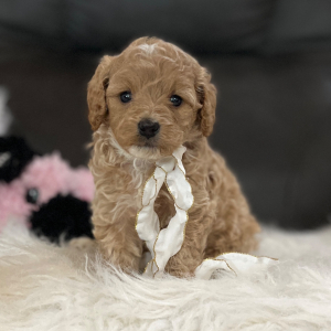 Goldendoodle Puppy Molly Mae
