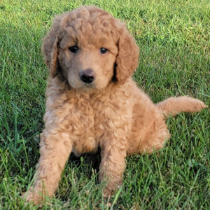Labradoodle Puppy Lilly