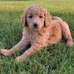 Labradoodle Puppy Lilly