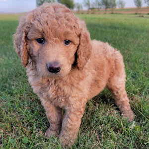 Labradoodle Puppy Lilly