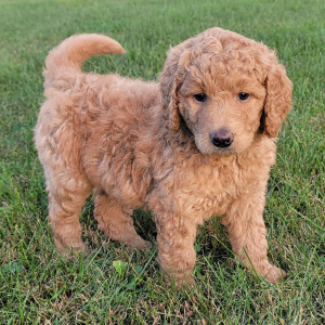 Labradoodle Puppy Lilly