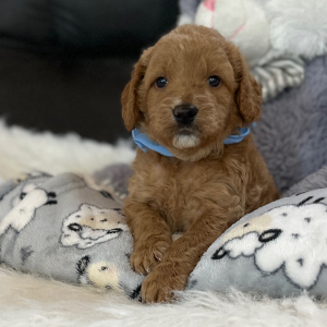 Goldendoodle Puppy Lil Dan
