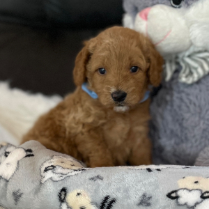 Goldendoodle Puppy Lil Dan