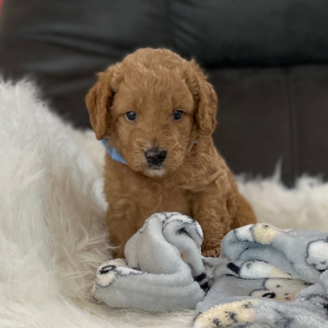 Goldendoodle Puppy Lil Dan