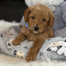 Goldendoodle Puppy Lil Dan