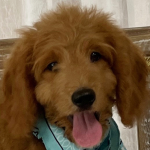 Goldendoodle Puppy Lil Dan