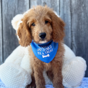Goldendoodle Puppy Lil Dan