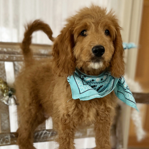 Goldendoodle Puppy Lil Dan