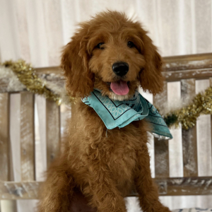 Goldendoodle Puppy Lil Dan