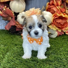 Havanese Puppy Toby
