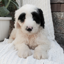 Portuguese Water Dog Puppy Ben