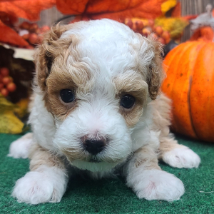 Poodle Puppy Bradley