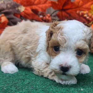 Poodle Puppy Bradley