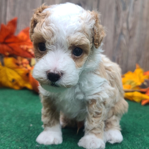 Poodle Puppy Bradley
