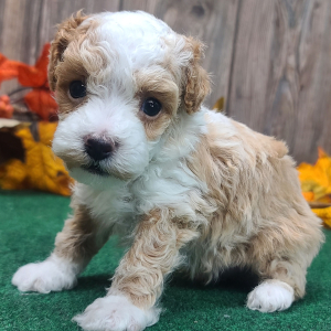 Poodle Puppy Bradley