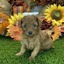 Poodle Puppy Ethel