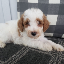 Goldendoodle Puppy Asher