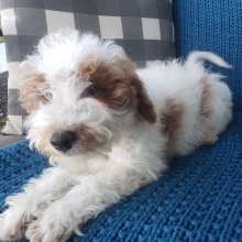 Goldendoodle Puppy Asher