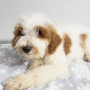 Goldendoodle Puppy Asher