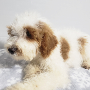 Goldendoodle Puppy Asher