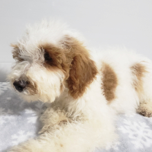 Goldendoodle Puppy Asher