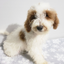 Goldendoodle Puppy Asher