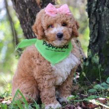 Goldendoodle Puppy Lacey