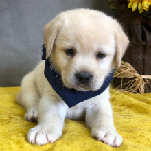 Labrador Retriever Puppy Sawyer