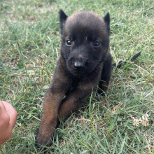 Belgian Malinois Puppy Rip