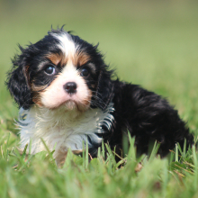 Cavalier King Charles Spaniel Puppy Rory