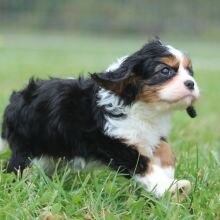 Cavalier King Charles Spaniel Puppy Rory